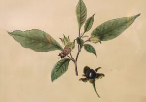 Don’t Lose Sleep over the Nightshade Family of Plants