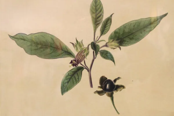 Don’t Lose Sleep over the Nightshade Family of Plants
