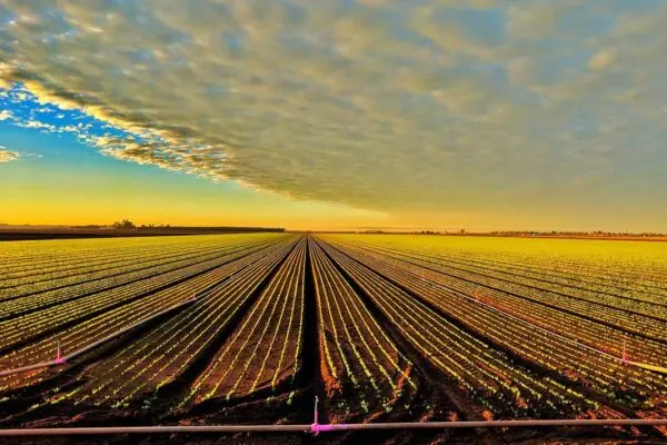 Watering the Crops that Grow the Food You Enjoy!