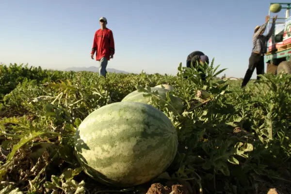 Put Fresh Arizona Watermelon on Your Shopping List!