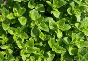 Your Guide to Herbs