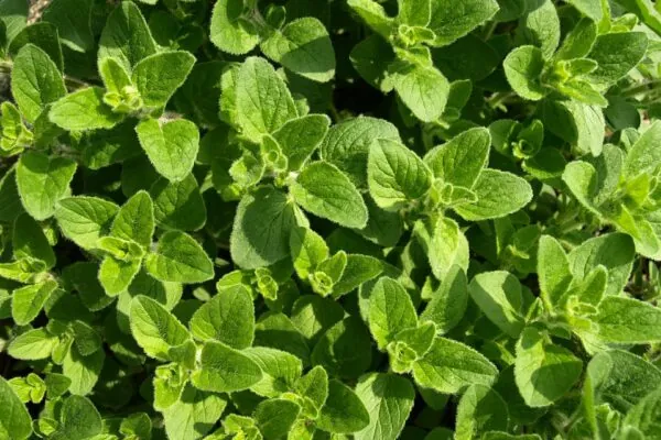 Your Guide to Herbs