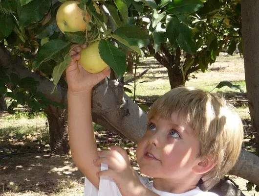 Fall Pumpkin and Corn Maze Festivals