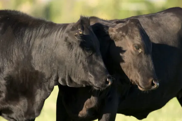 Arizona Beef is Quality Beef!