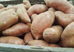 Does Early Vitamin A Supplement Reduce Infant Mortality?