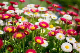 Edible Flower Power