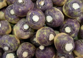Rutabagas Are in Season!
