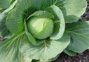 Did You Know Cabbage is in Season?