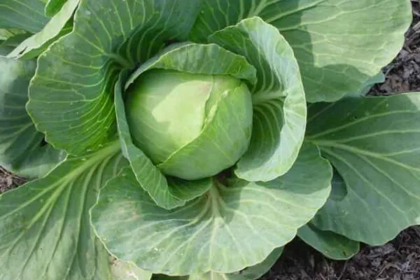 Cabbage Provides a Punch of Health Benefits