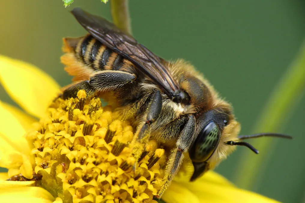 Agriculture and Honey Bees Go Together