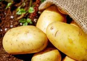 Quality Carbohydrates