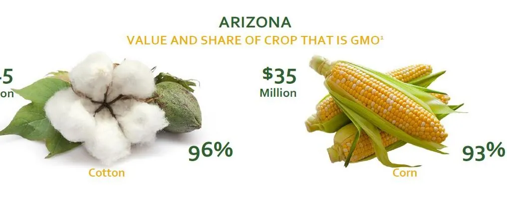 Arizona Agriculture Grows 3 Biotech Crops: Cotton, Corn and Alfalfa