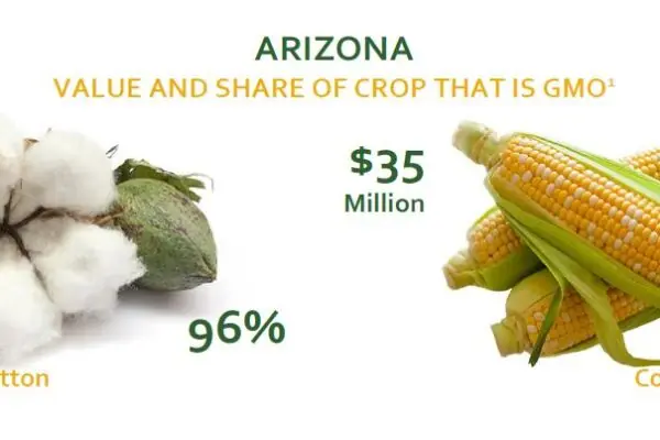 Arizona Agriculture Grows 3 Biotech Crops: Cotton, Corn and Alfalfa
