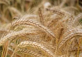We Should Be Bullish about Barley