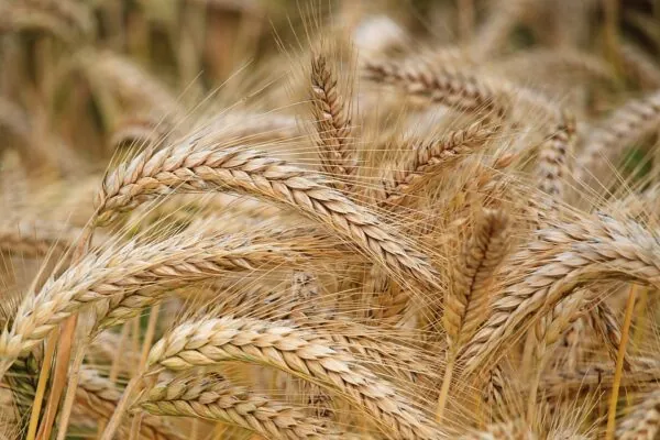 We Should Be Bullish about Barley