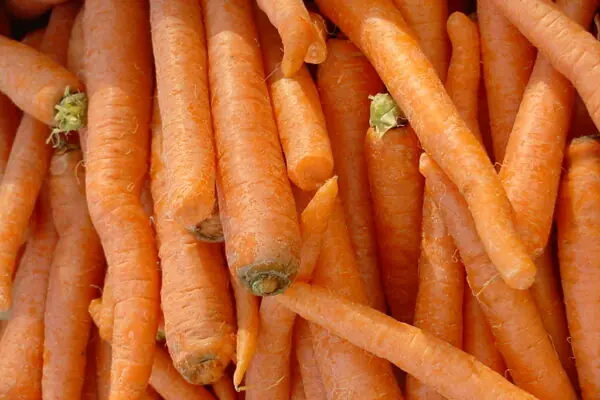 Carrots Are Marching into Season!