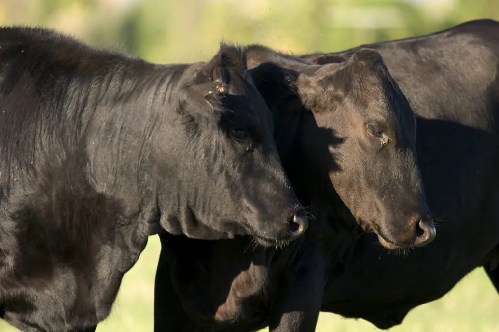 Agriculture Trade is Important to Arizona