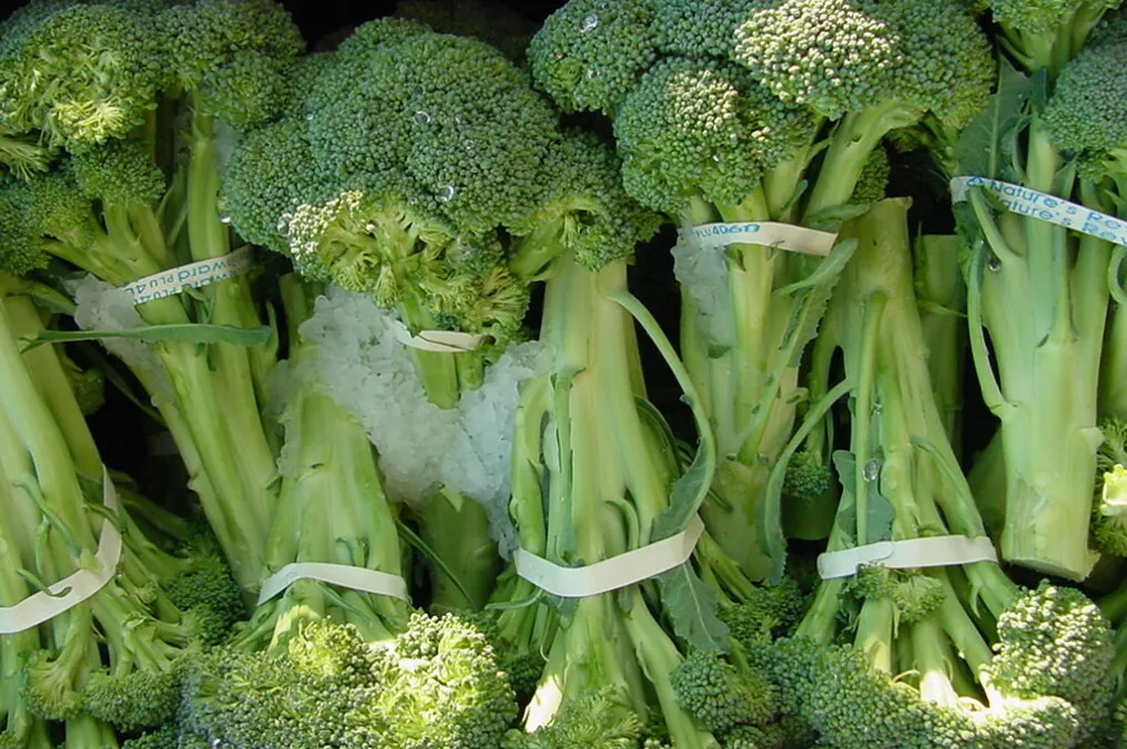 Arizona Broccoli is a Super Food We Grow!