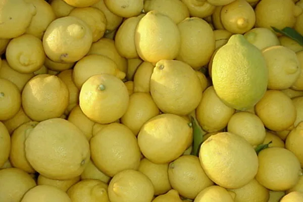 Arizona Lemons, Worthy of a “Pucker Up!”