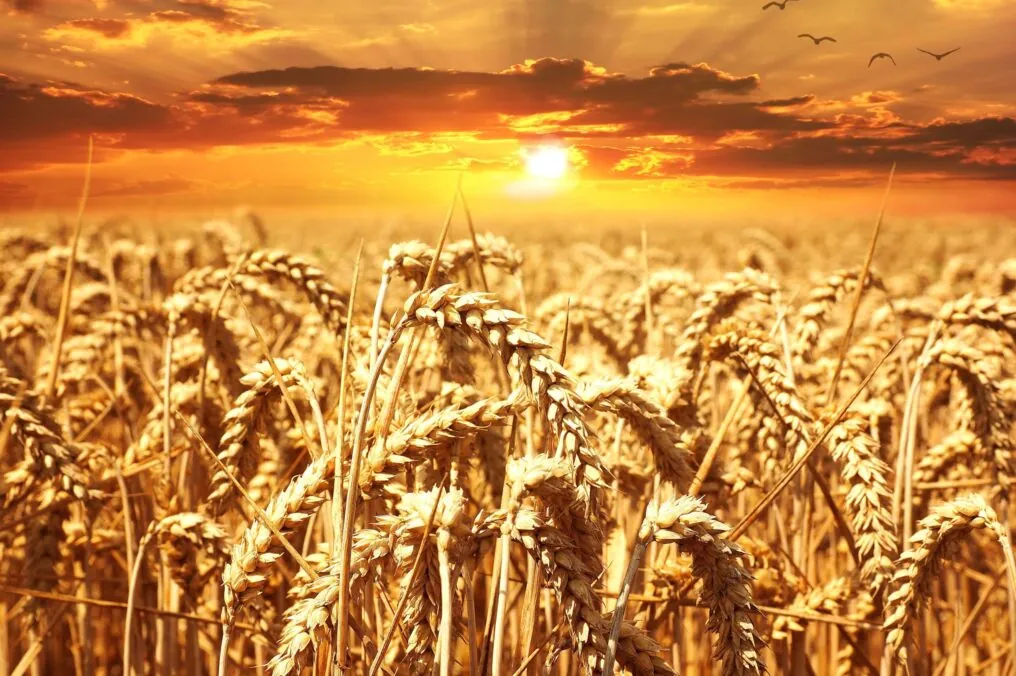 Our Arizona Grain has Celebrity Status