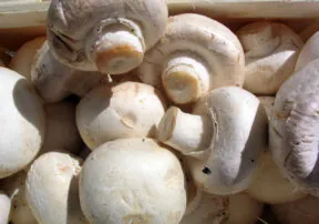 Lion’s Mane Mushrooms Provide Several Health Benefits