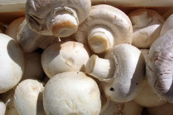Do You Have “Mushroom” in Your Life for Mushrooms?