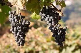 Grapes Make August Great