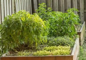 Start your Own Herb Garden