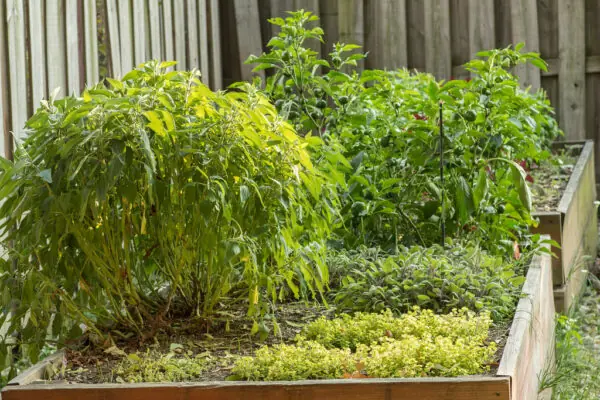 Start your Own Herb Garden