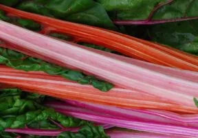 Fill Your Plate With… Rhubarb!