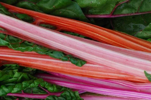 Fill Your Plate With… Rhubarb!