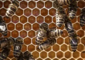 The Healing Power of Honey