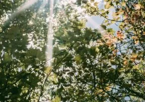 Vitamin D—The Sunshine Vitamin