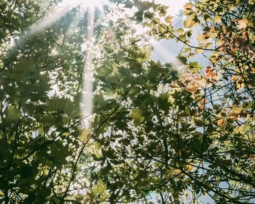 Vitamin D—The Sunshine Vitamin