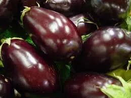 What’s in season? Eggplant