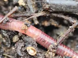 Vermicomposting