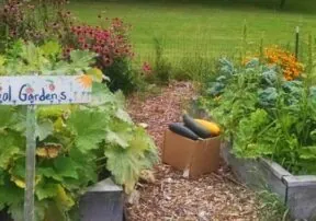 Growing Healthy Minds & Appetites: The Benefits of School Gardens and Kitchens