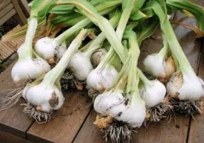 The Power of Garlic