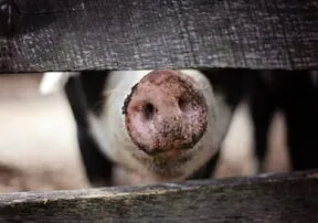 History of Pork