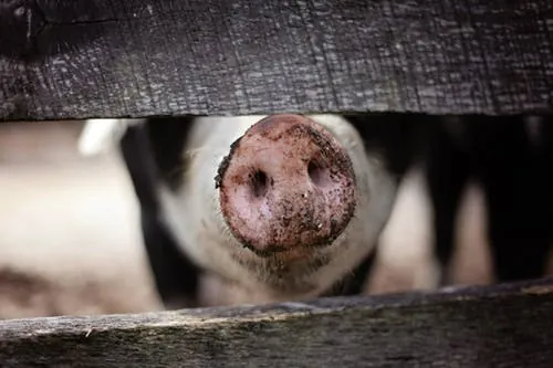 History of Pork