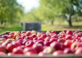 Arizona Apples are in Season