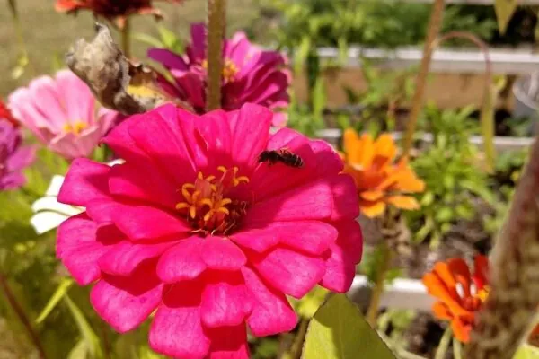 5 things that gardening with a toddler has taught me…