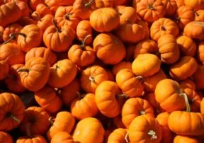 Pumpkins Are Not Just for Pie!
