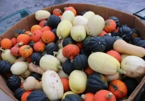 Move Over Pumpkins! 8 Other Squash Varieties to Try This Fall