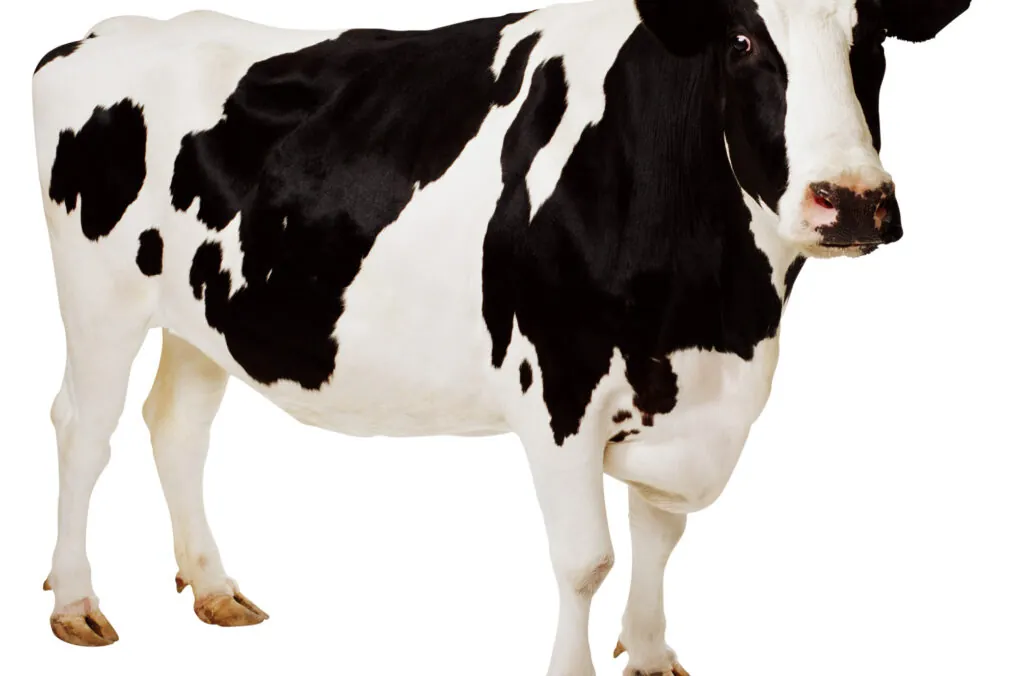 An Arizona Dairy Cow Produces 7 Gallons of Milk Every Day!