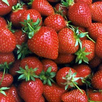 How to Make Jam for Beginners