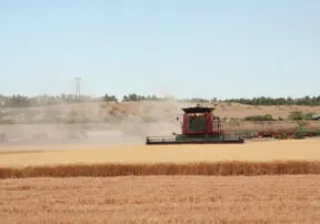 Arizona Wheat Can Improve Your Heart Health