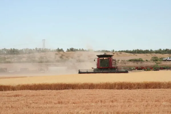 Arizona Wheat Can Improve Your Heart Health