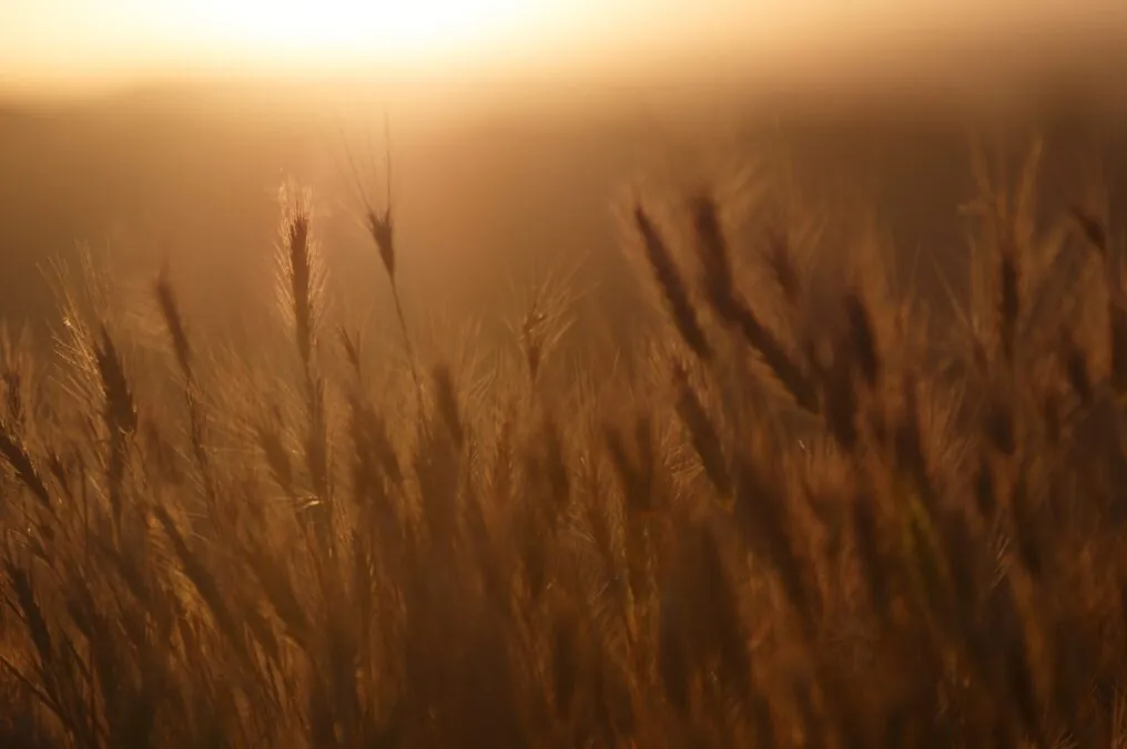 Our Wheat has International Fame!
