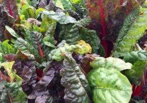 Sesame Chard Salad